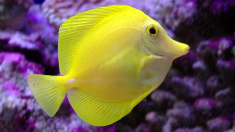 Cute Fish Photos and Premium High Res Pictures .